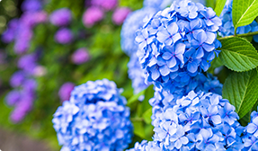 多古町イメージ